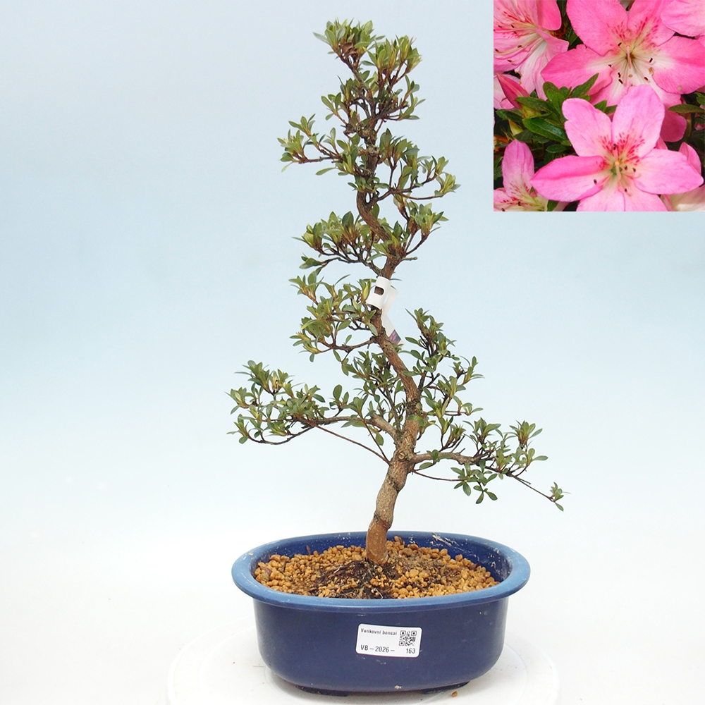Bonsai da esterno - Azalea giapponese - Azalea Nasuno