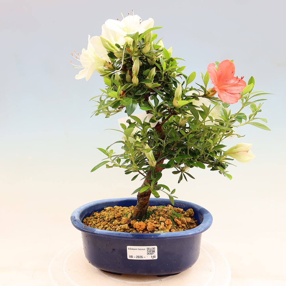 Bonsai da esterno - Azalea giapponese - Azalea Asahi-no-izumi