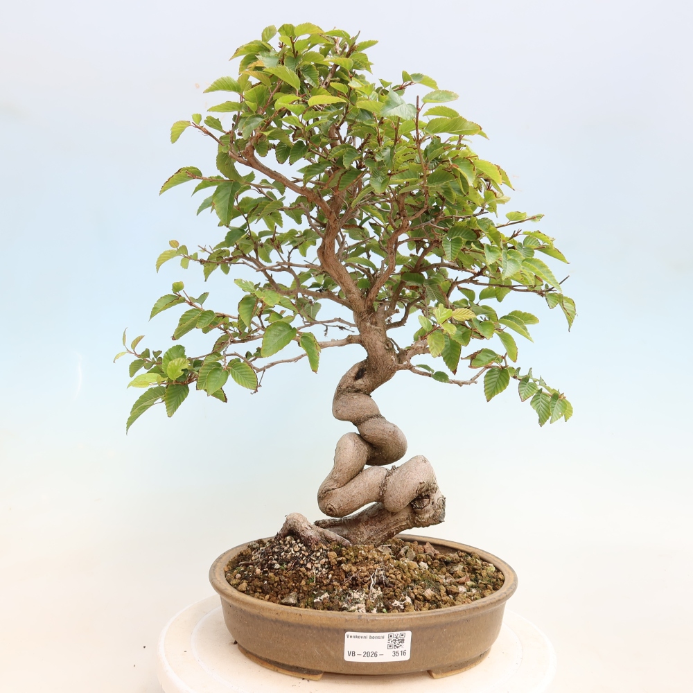 Bonsai da esterno -Carpinus CARPINOIDES - Carpino coreano