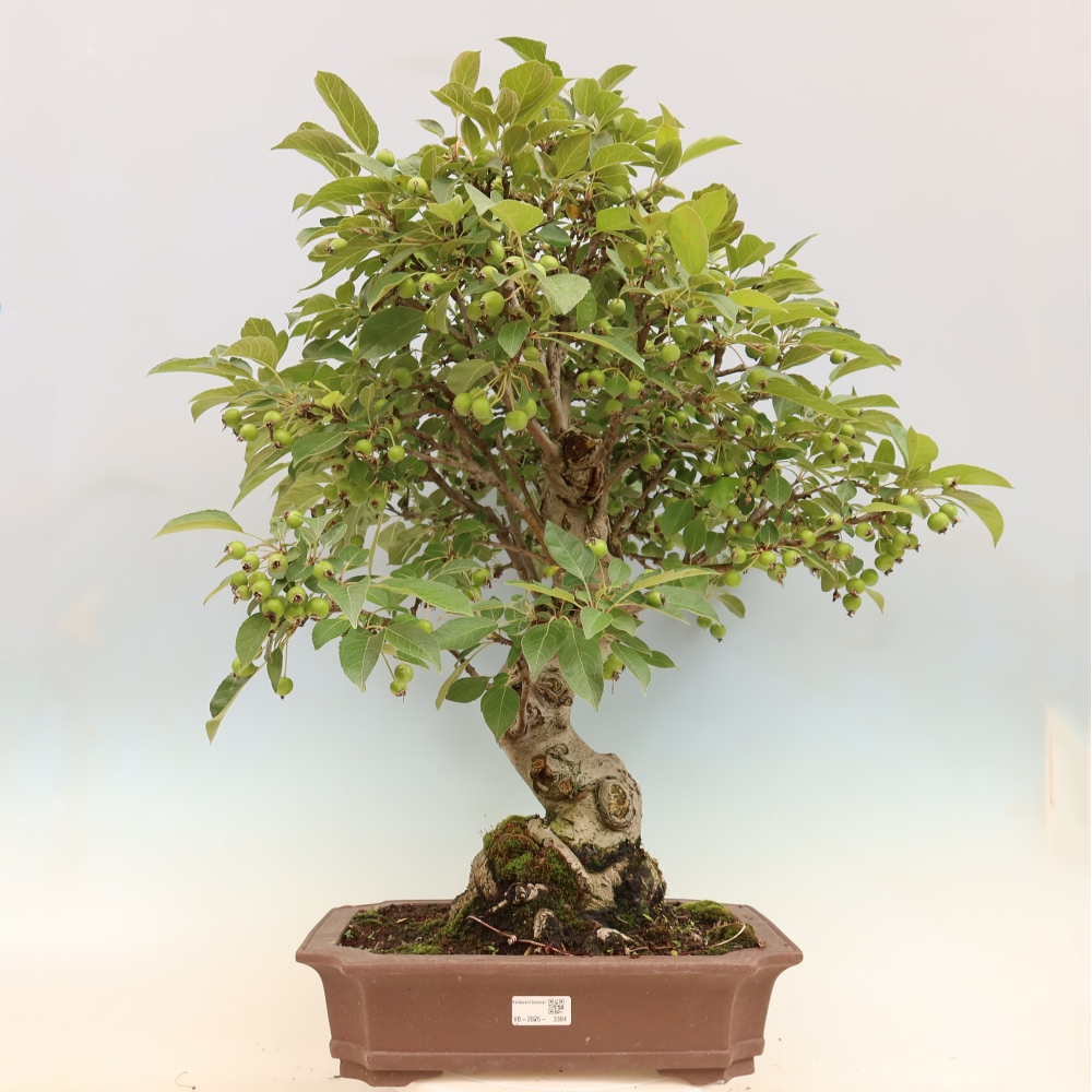 Bonsai da esterno -Malus halliana - Melo a frutto piccolo