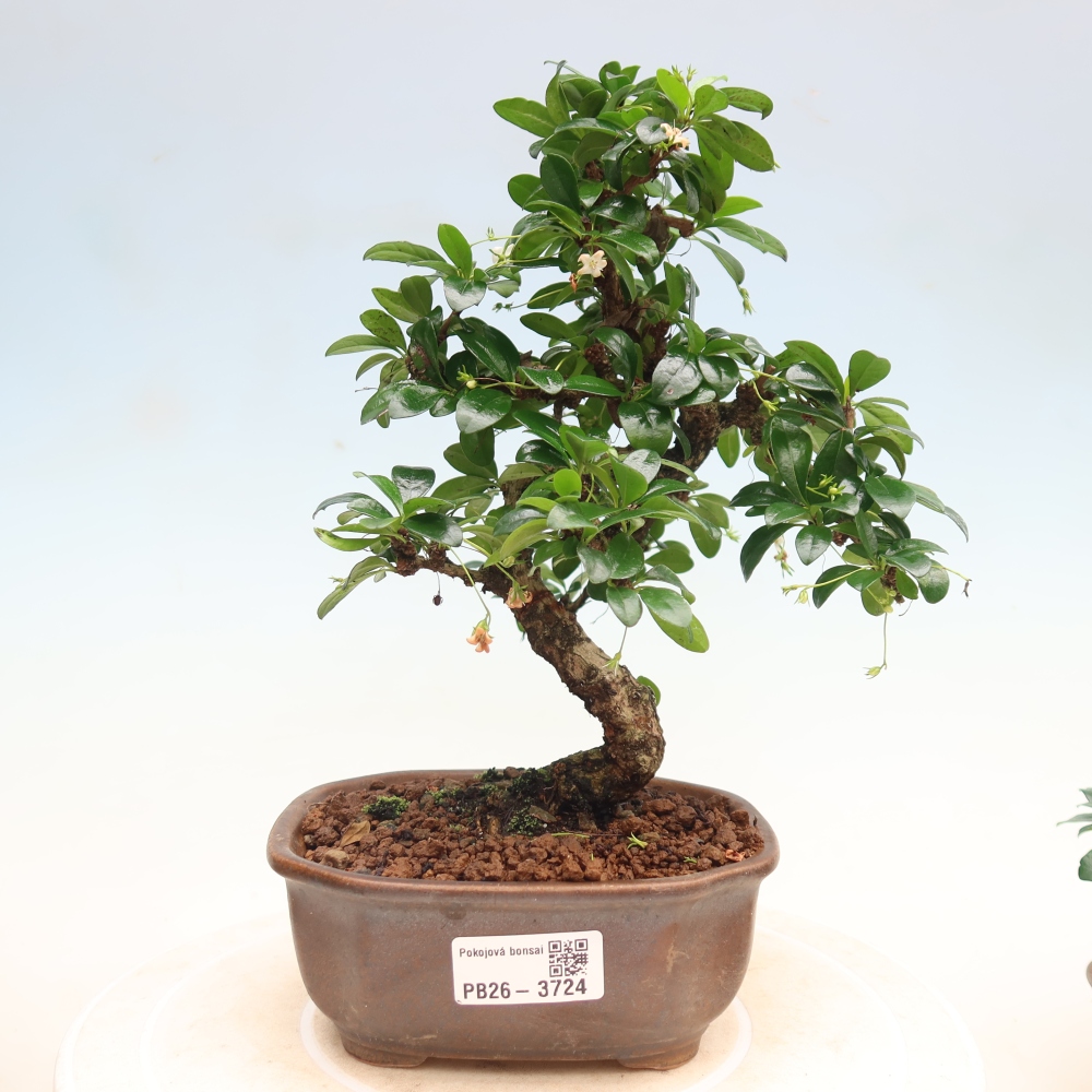 Camera bonsai - Carmona macrophylla - Tea fuki