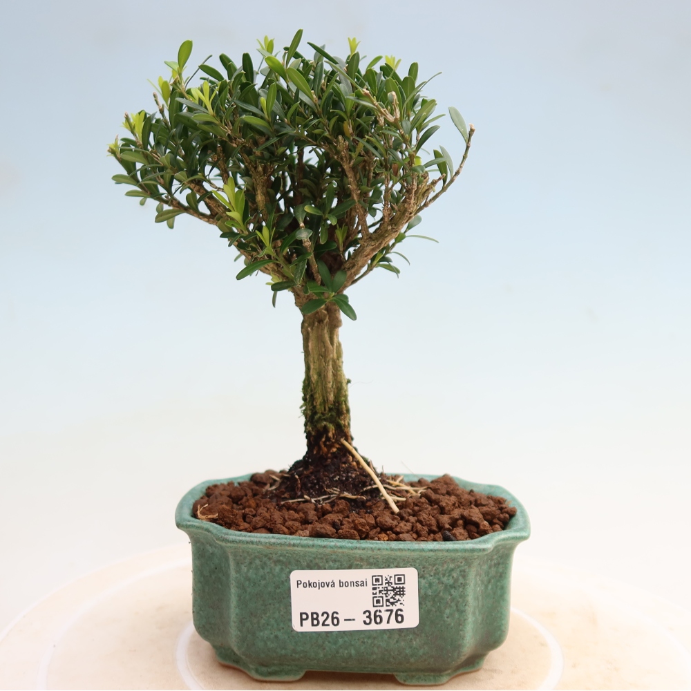 Camera bonsai - Buxus harlandii - buxus da sughero