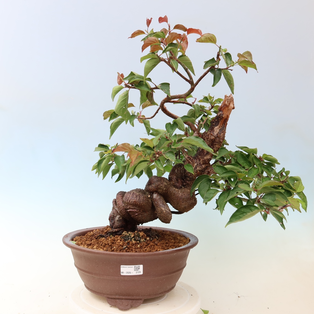 Bonsai da esterno - Albicocco giapponese - Prunus Mume