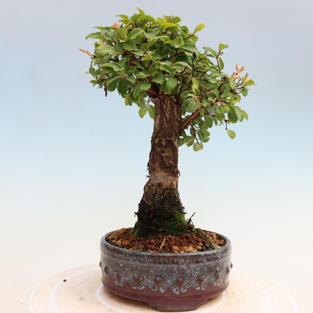 Bonsai da esterno - Zelkova - Zelkova NIRE