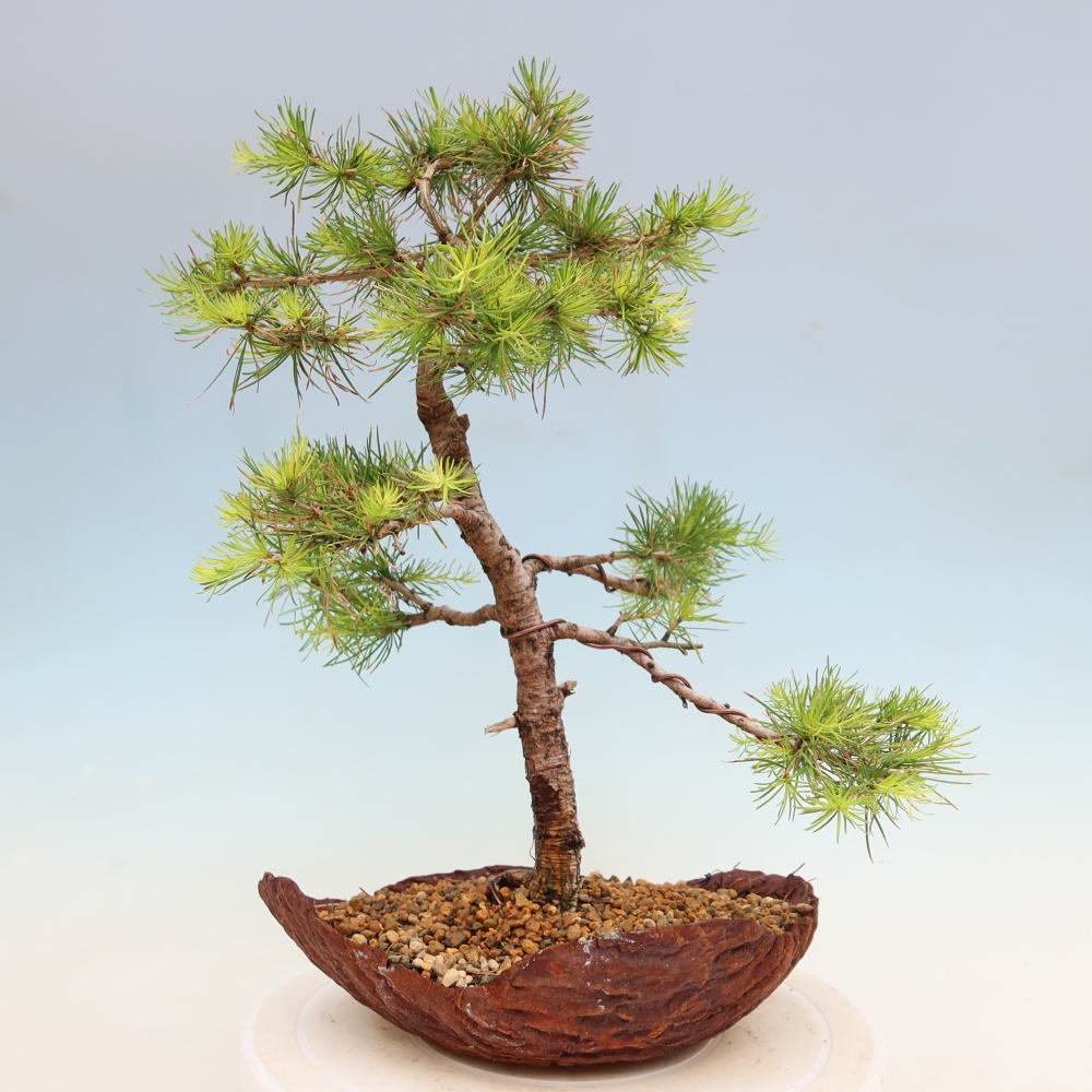 Bonsai da esterno -Larix decidua - Larice
