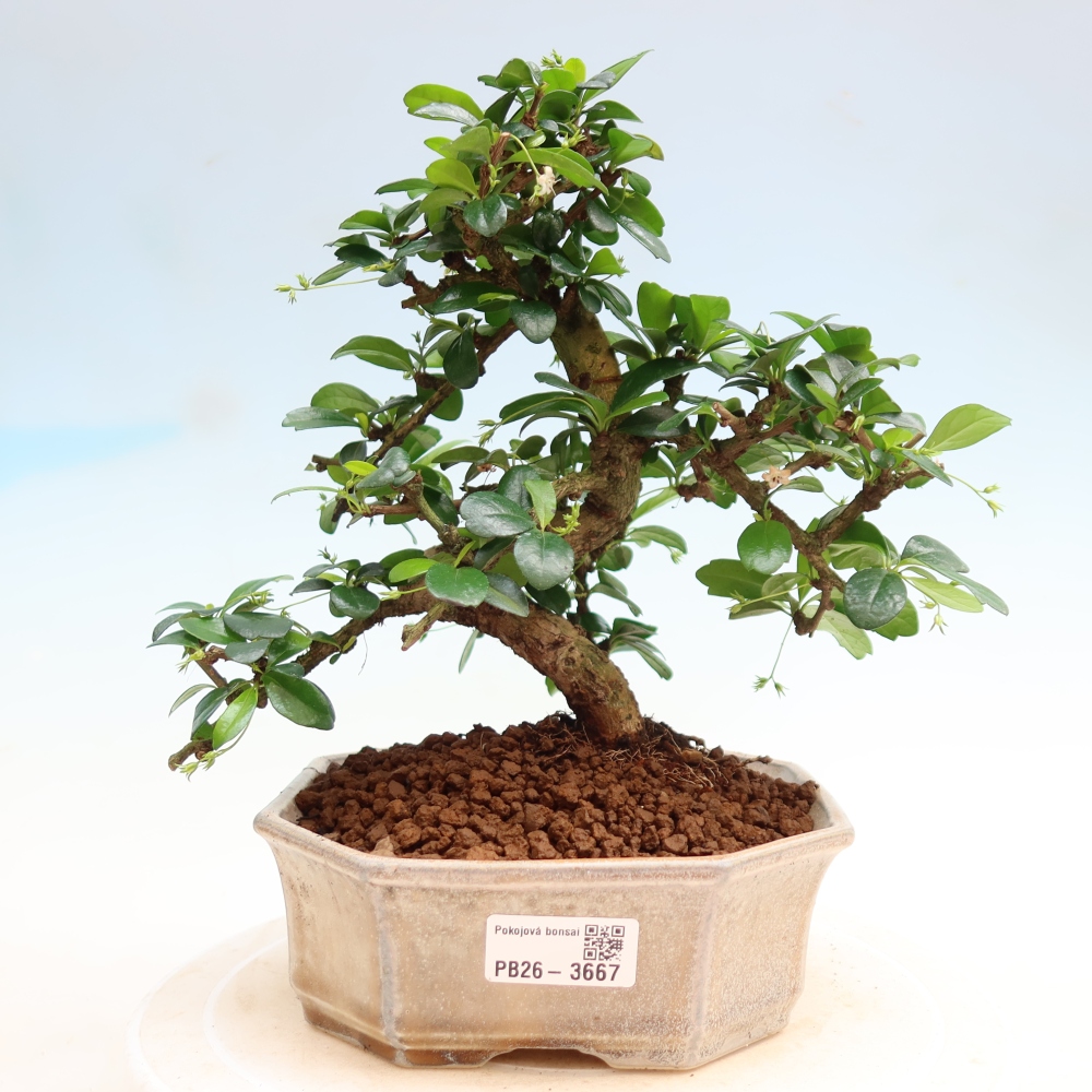 Camera bonsai - Carmona macrophylla - Tea fuki