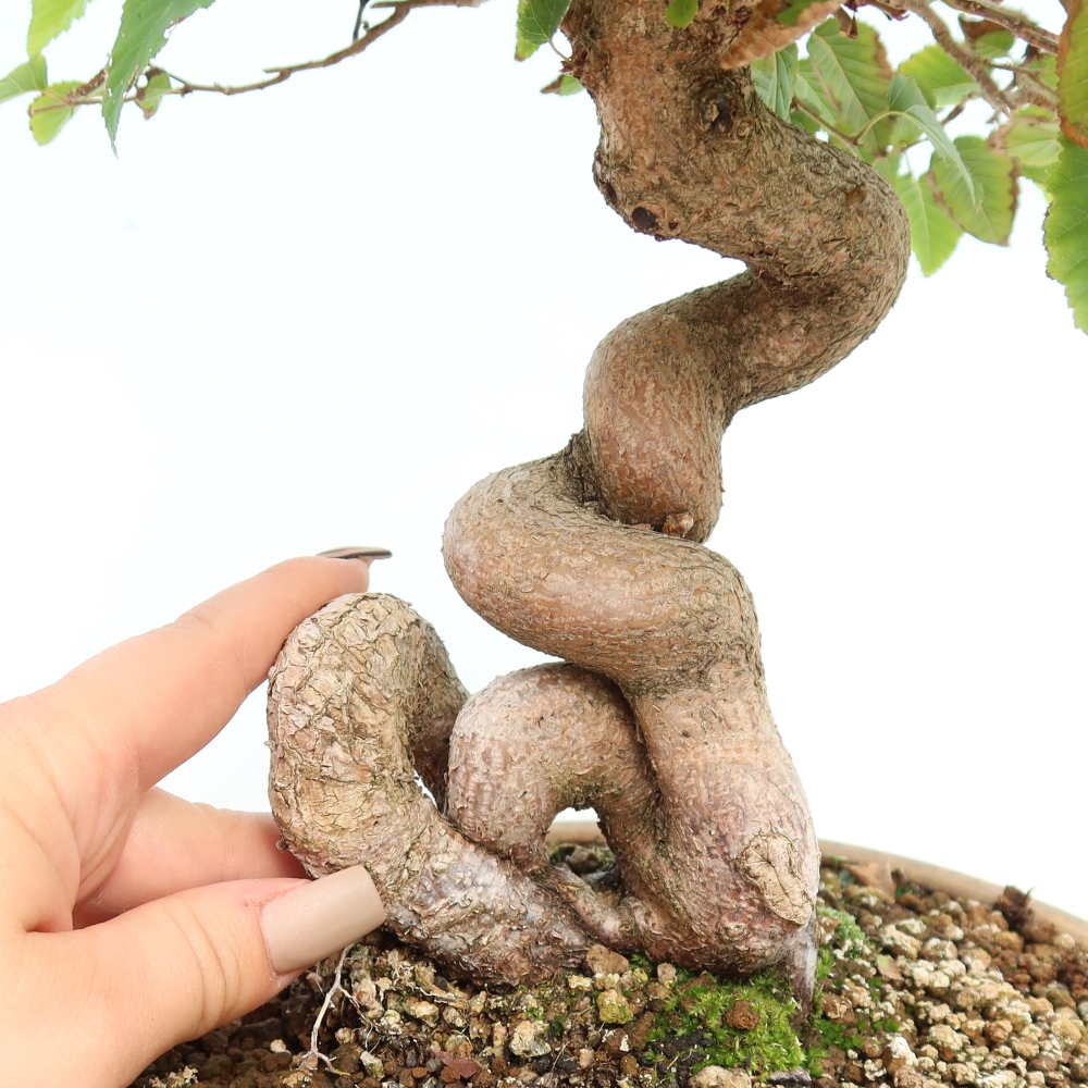 Bonsai da esterno -Carpinus CARPINOIDES - Carpino coreano