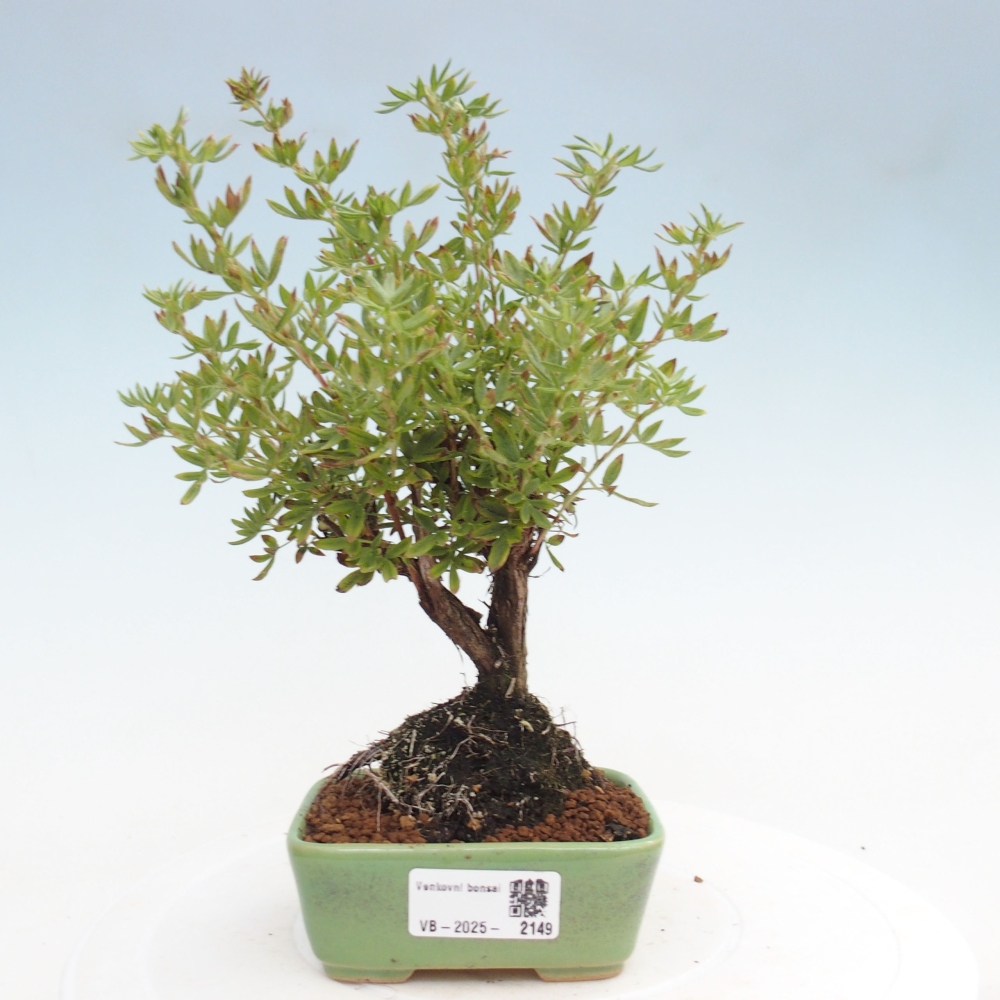 Bonsai da esterno - Potentila fruticosa yellow Bird