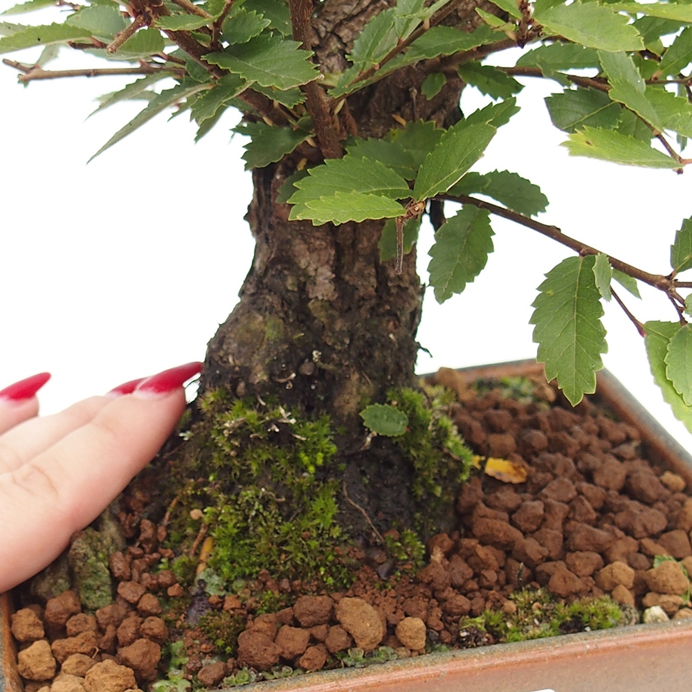 Bonsai da esterno - Zelkova - Zelkova NIRE