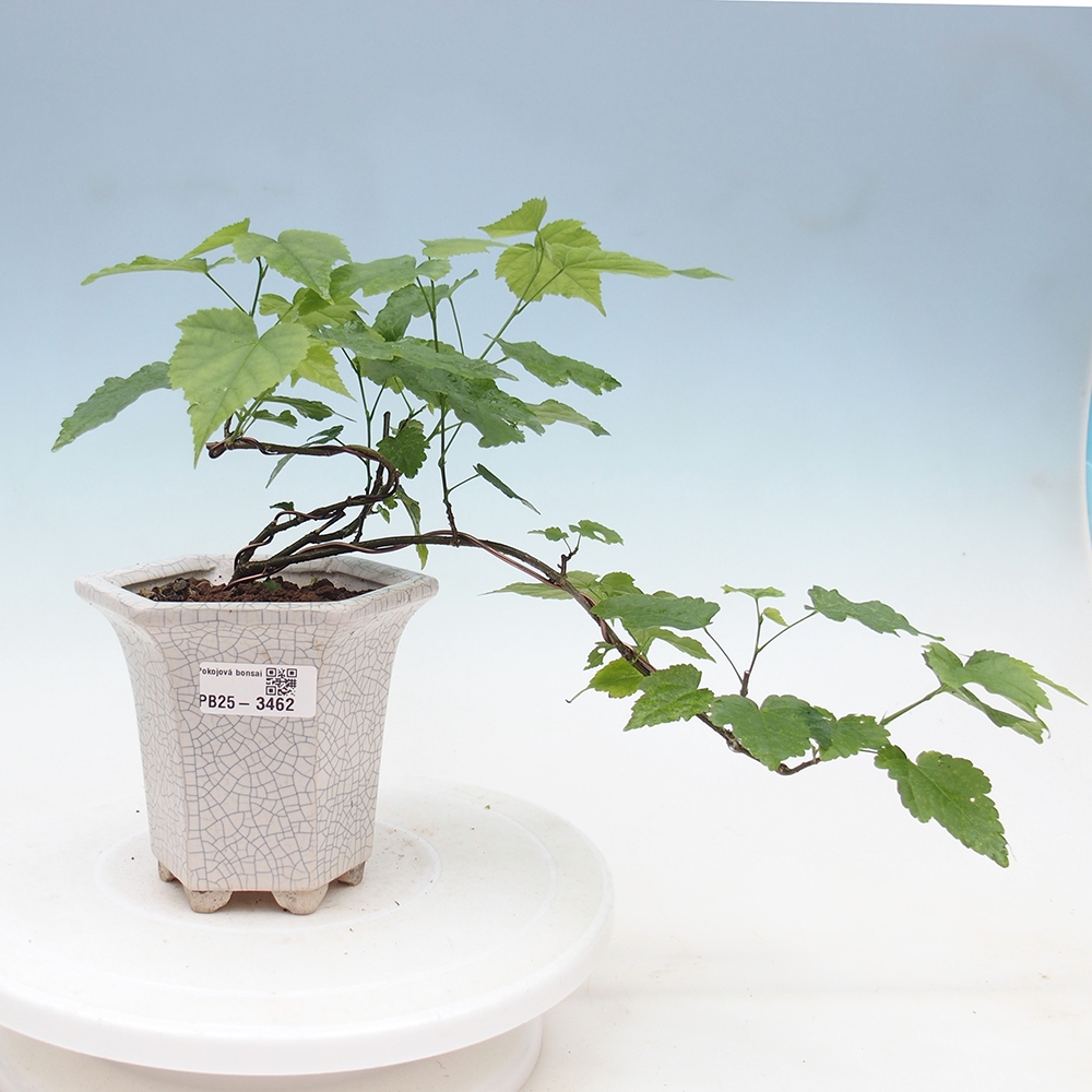 Camera bonsai - Abutilon Red Trumpet - Camera lime