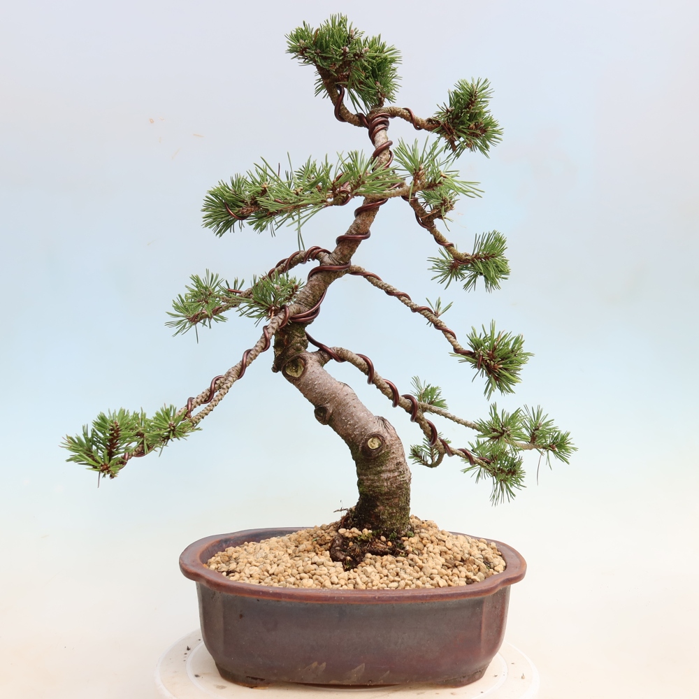 Bonsai da esterno - Pinus mugo Humpy  - Pino mugo