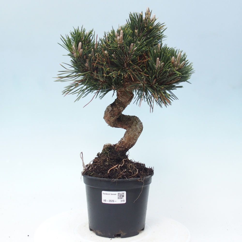 Bonsai da esterno - Pinus thunbergii senjyumaru - Pino di Thunberg