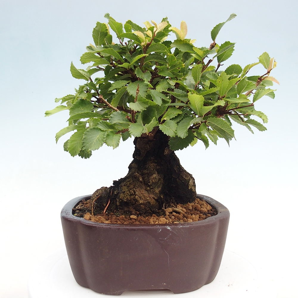 Bonsai da esterno - Zelkova - Zelkova NIRE
