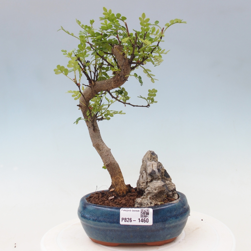 Camera bonsai - Zantoxylum piperitum - albero del pepe