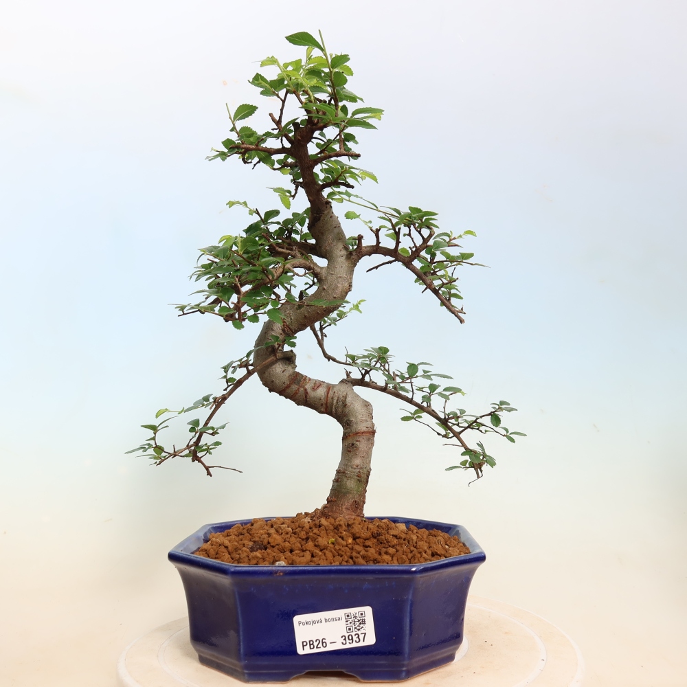 Camera bonsai - Ulmus parvifolia - Olmo a foglie piccole