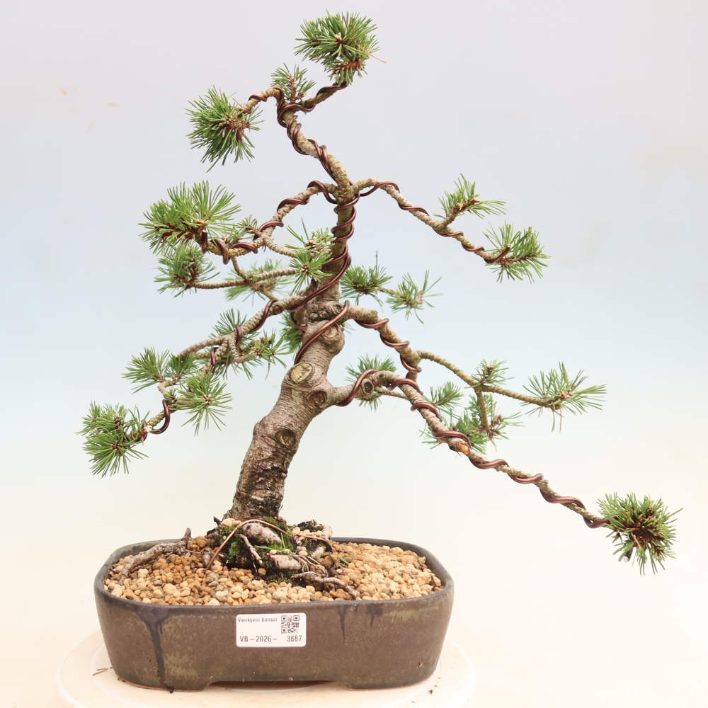 Bonsai da esterno - Pinus mugo Humpy  - Pino mugo
