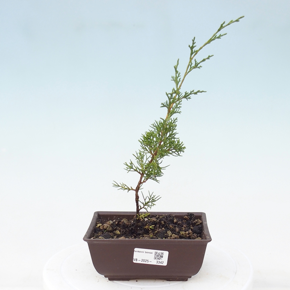 Bonsai da esterno - Juniperus chinensis Itoigawa