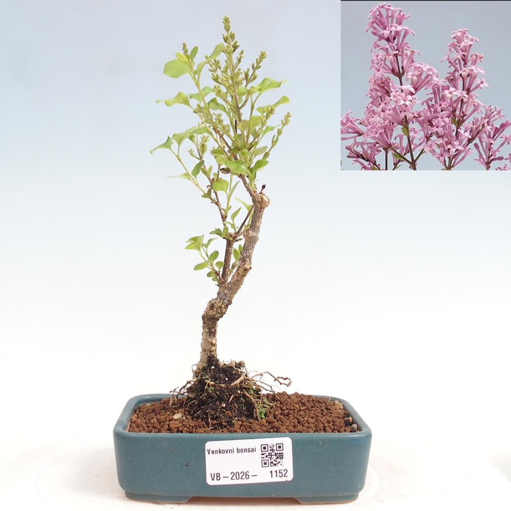 Bonsai da esterno - Syringa Meyeri Palibin - Lillà di Meyer