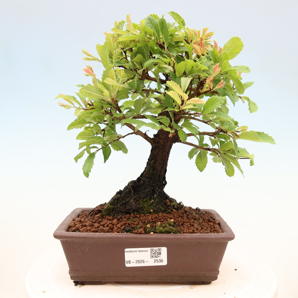 Bonsai da esterno - Zelkova - Zelkova NIRE