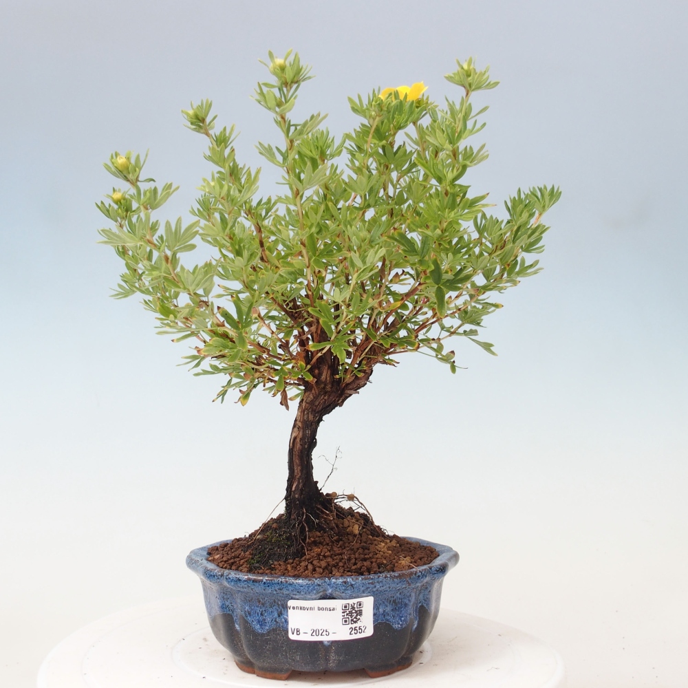 Bonsai da esterno - Potentila fruticosa yellow Bird