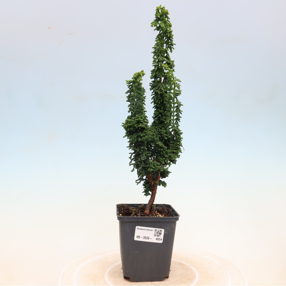 Bonsai da esterno - Cham. obtusa SEKKA HINOKI - Cipresso