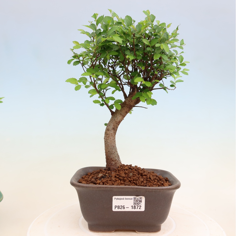 Camera bonsai - Ulmus parvifolia - Olmo a foglie piccole