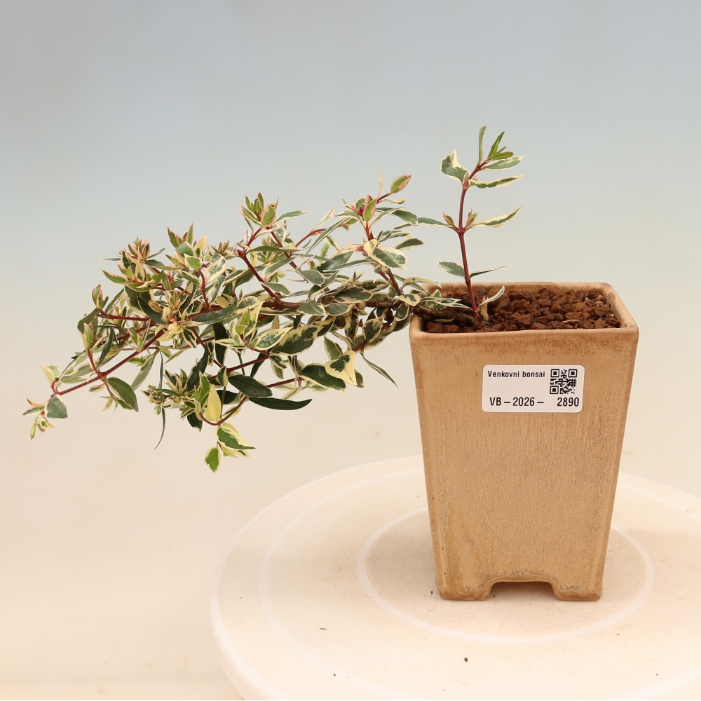 Bonsai da esterno - Abelia gr. Confetti - Abelia a fiore grande