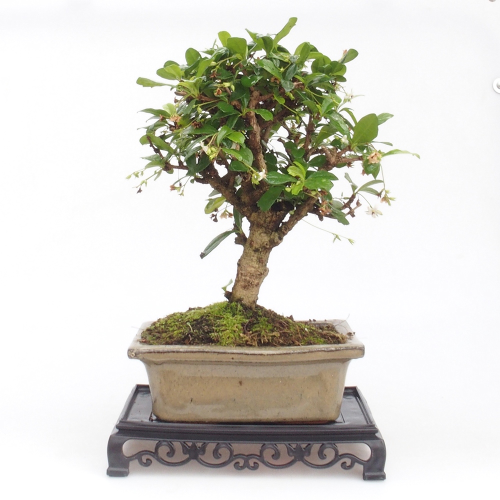Tavolo bonsai rettangolo in plastica 18 x 12 x 3,5 cm, nero