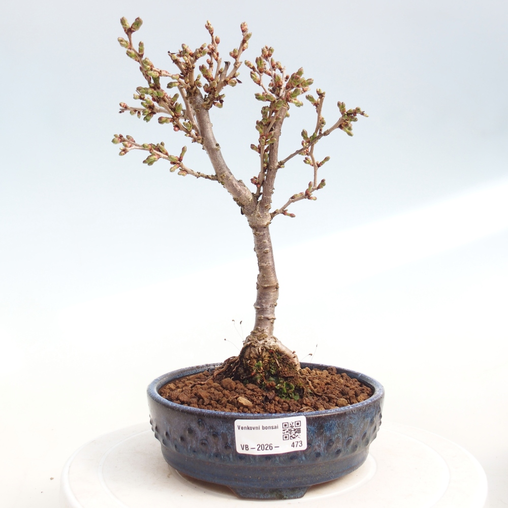 Bonsai da esterno - Prunus incisa Kojou-no mai-Plivon ritagliato