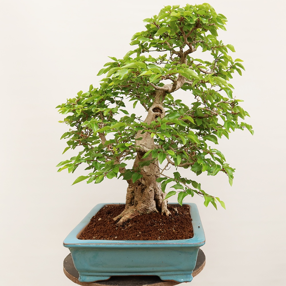 Bonsai da esterno -Carpinus Coreana - Carpino coreano