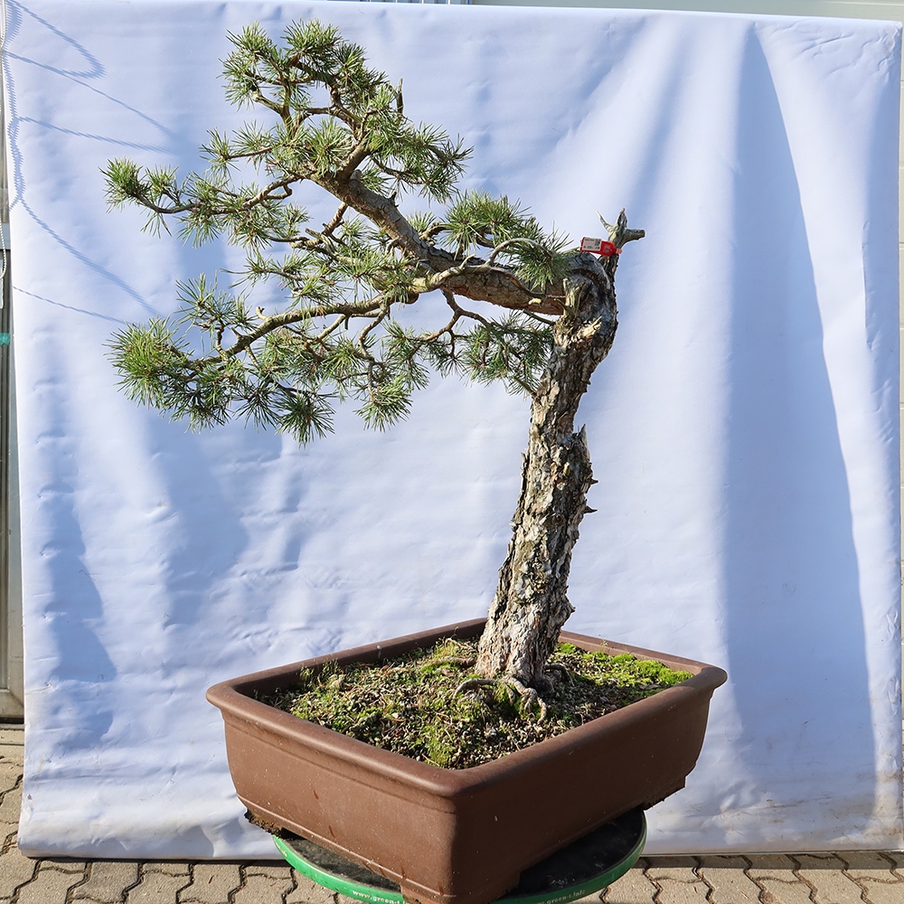 Pinus sylvestris Spagna - pino silvestre