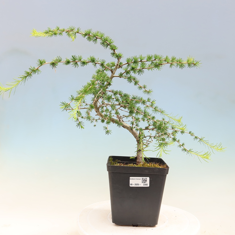 Bonsai da esterno -Larix decidua - Larice