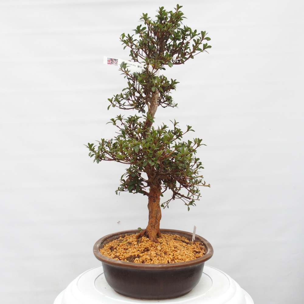 Bonsai da esterno - Azalea giapponese - Azalea Hanatsuzuri