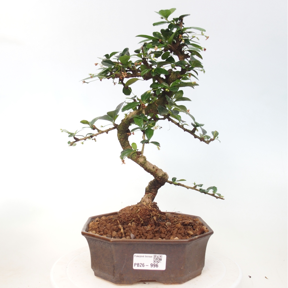 Camera bonsai - Carmona macrophylla - Tea fuki