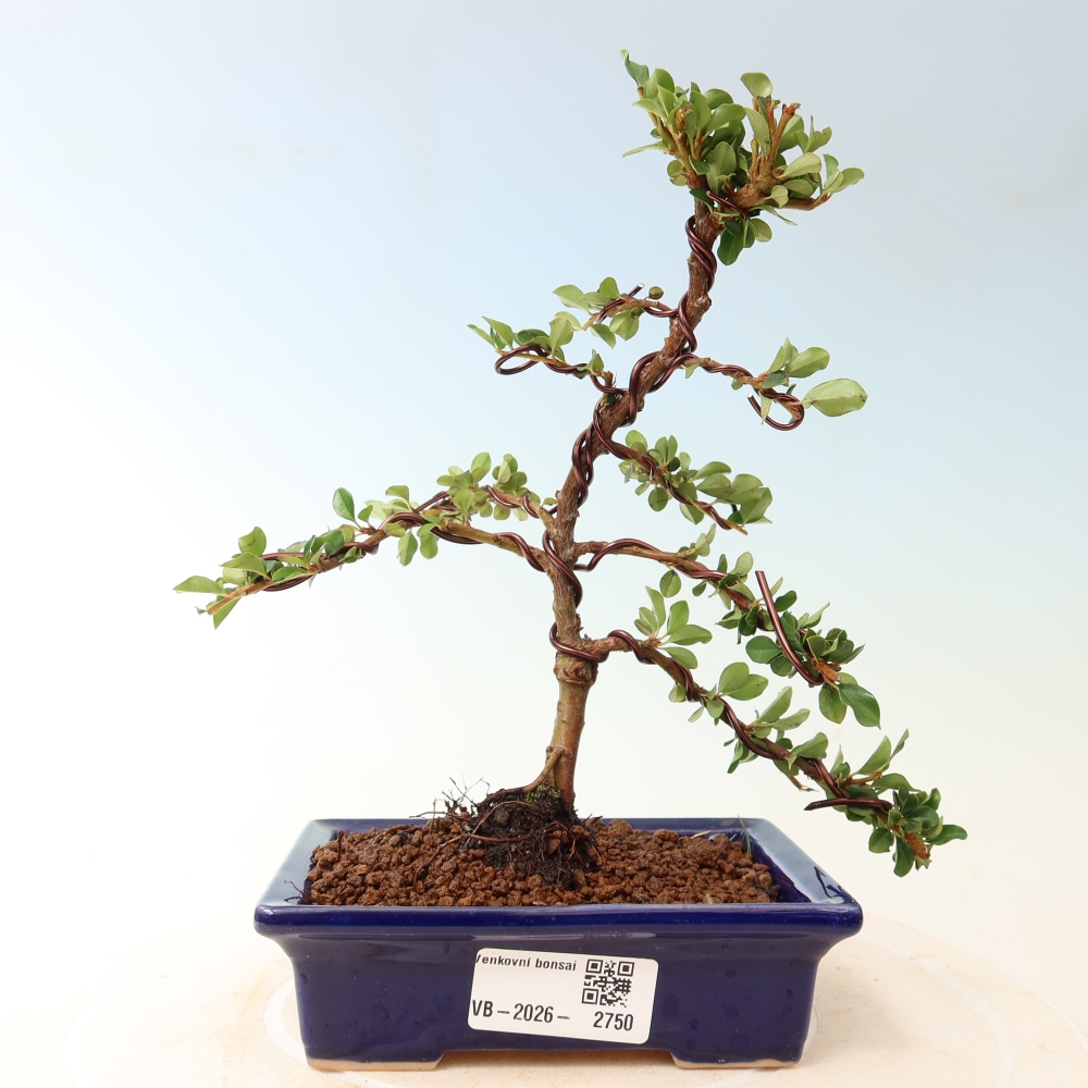 Bonsai da esterno - Cotoneaster horizontalis - Montagna rocciosa