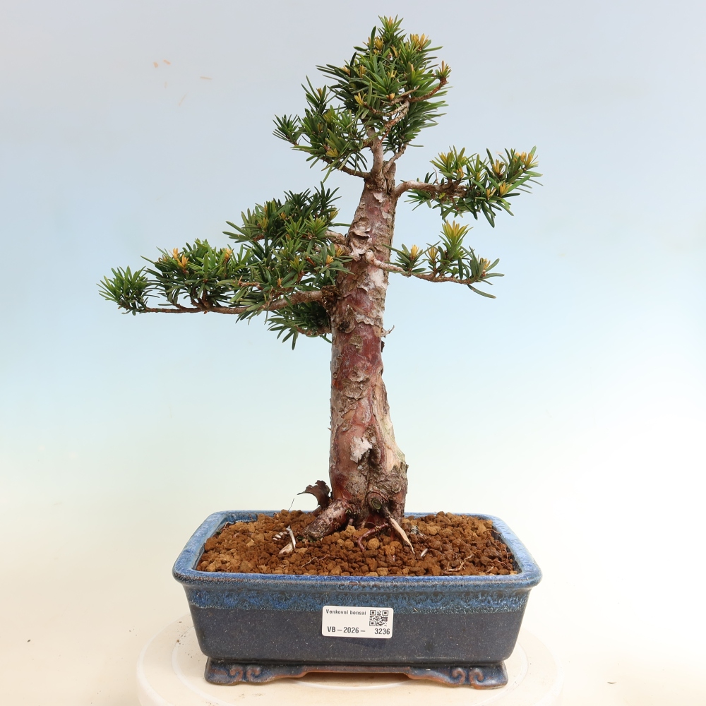 Bonsai da esterno - Taxus cuspidata - Tasso giapponese