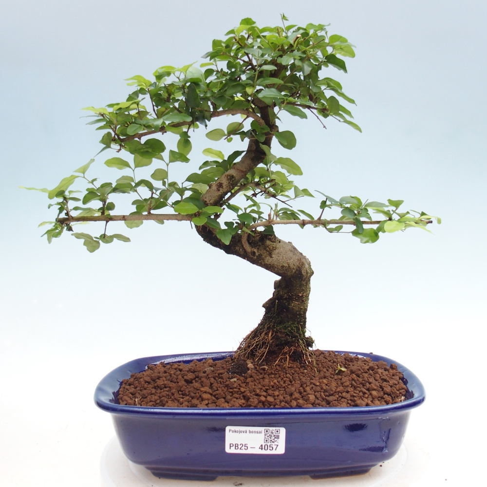 Camera bonsai -Ligustrum chinensis - Becco d'uccello