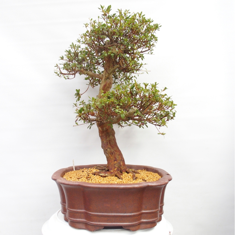 Bonsai da esterno - Azalea giapponese - Azalea Miyabihime
