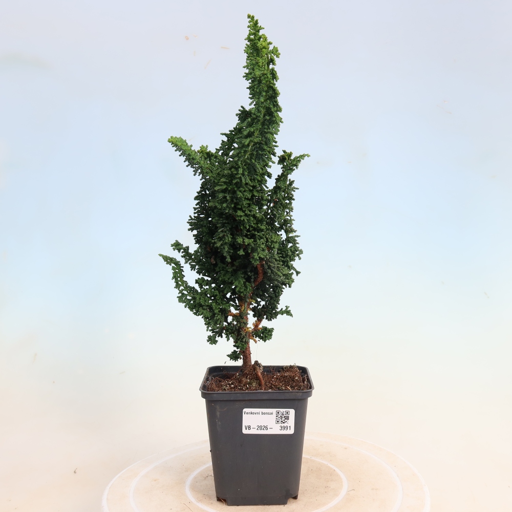 Bonsai da esterno - Cham. obtusa SEKKA HINOKI - Cipresso