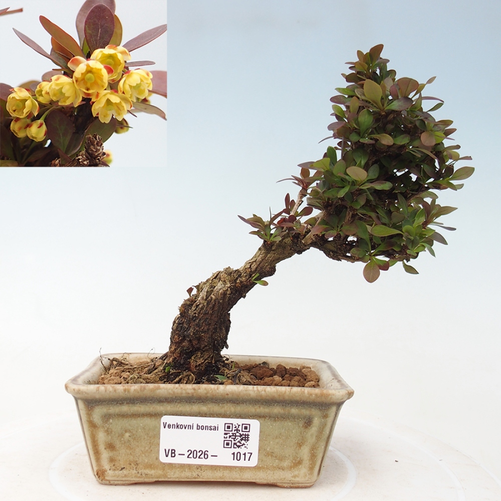 Bonsai da esterno - Berberis Thunbergii Bagatelle
