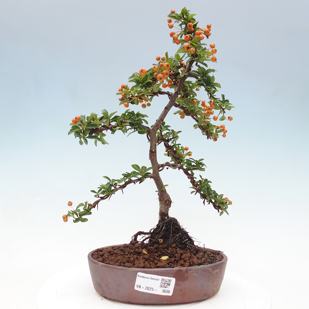 Bonsai da esterno-Pyracantha Teton -Hlox