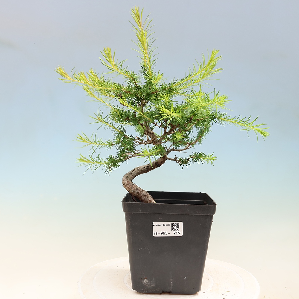 Bonsai da esterno -Larix decidua - Larice