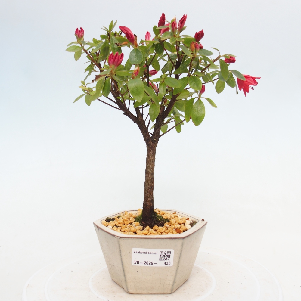 Bonsai da esterno - Azalea giapponese - Azalea sp.