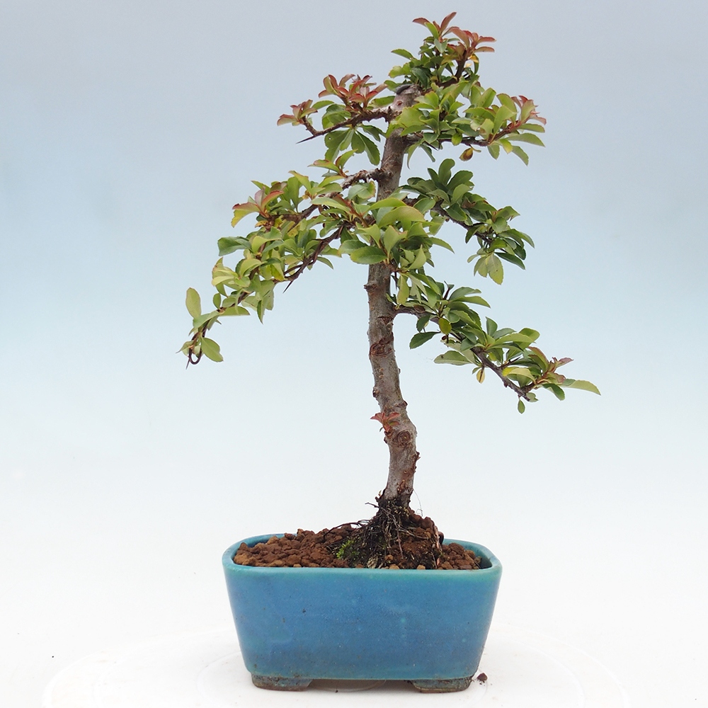 Bonsai da esterno-Pyracantha Teton -Hlox