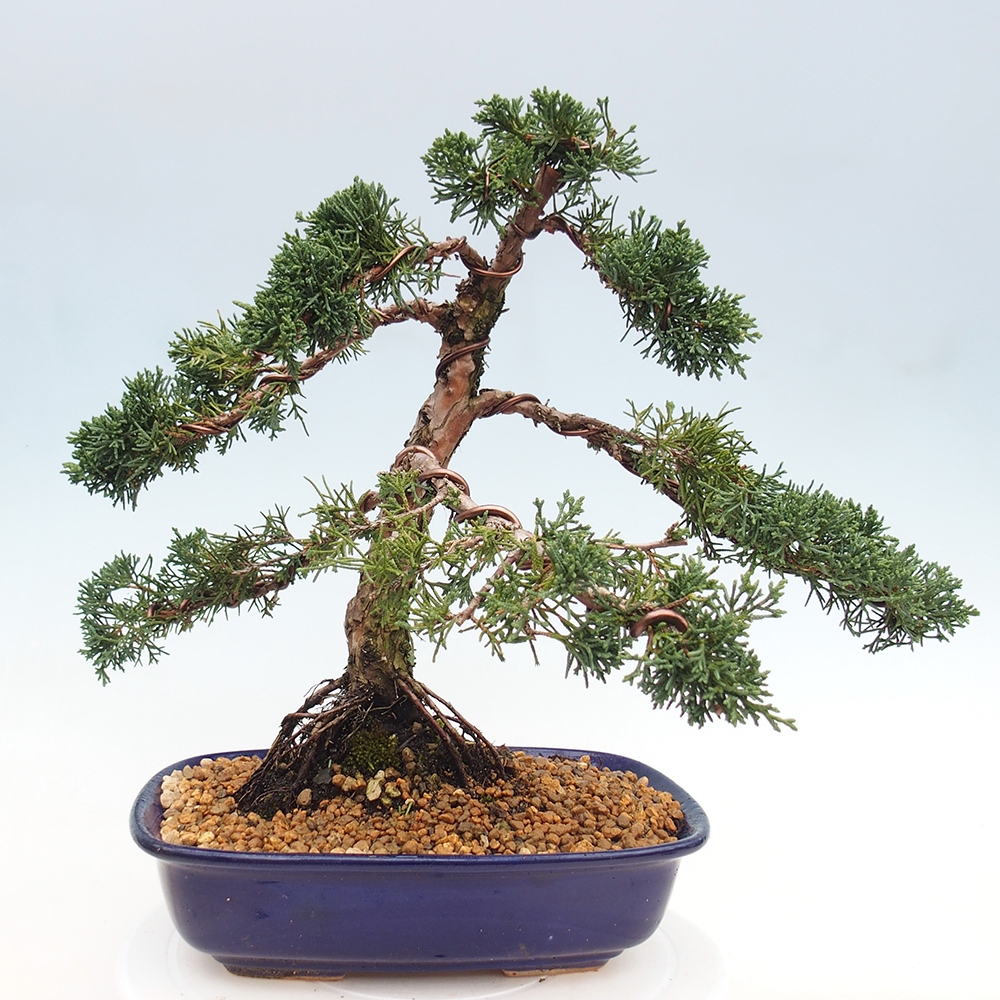 Bonsai da esterno - Juniperus chinensis Kishu
