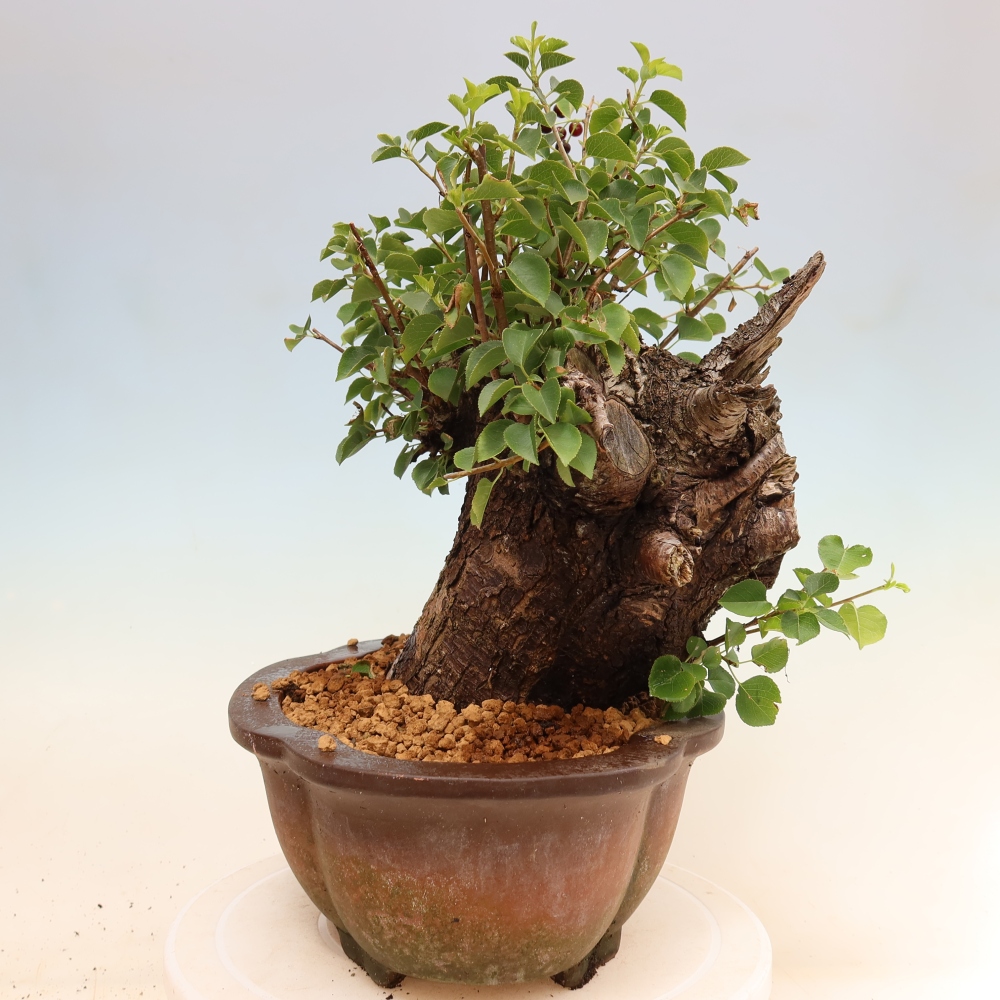 Bonsai da esterno - Mahalebka - Prunus mahaleb