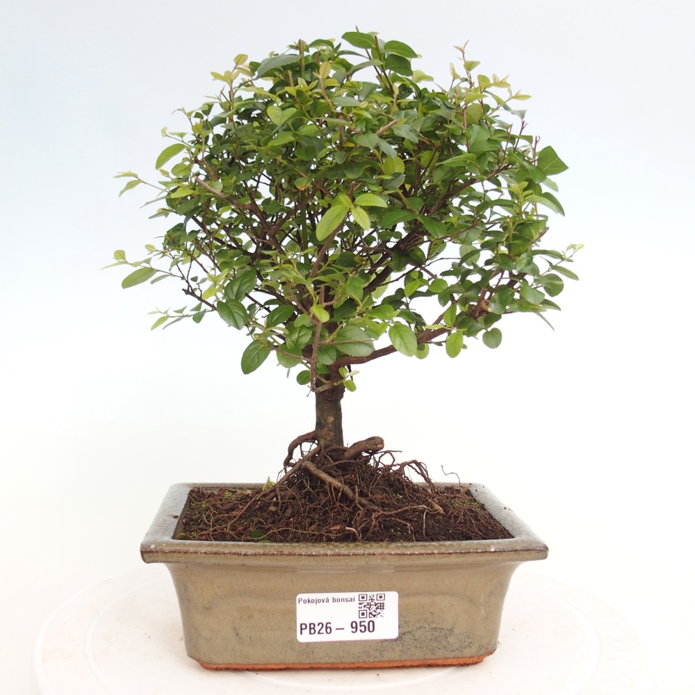 Camera bonsai - Sageretia thea - Sageretia thea