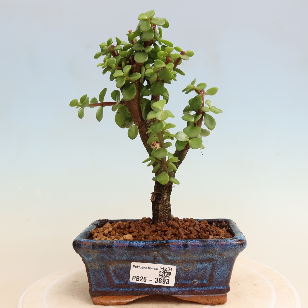 Camera bonsai - Portulakaria Afra - Tlustice