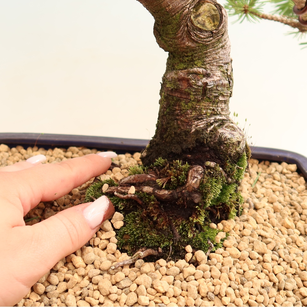 Bonsai da esterno - Pinus mugo Humpy  - Pino mugo