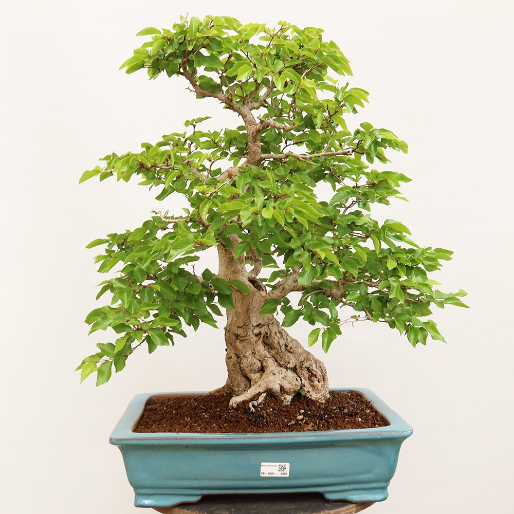 Bonsai da esterno -Carpinus Coreana - Carpino coreano